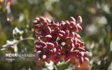 اصلاح و بازسازی باغات پسته به تسهیلات نیاز دارد