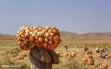 تکرار تراژدی‌های کشاورزان با بازیگری وزارت جهاد؛ اشکی که پیاز درآورد