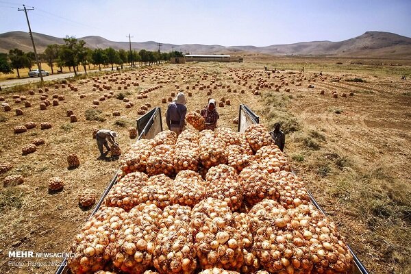 خرید حمایتی پیاز آغاز شد