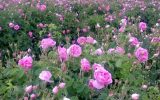 ساخت دستگاه مکانیزه برداشت گل محمدی در کشور