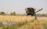 برداشت بیش از ۲۲ هزار تُن گندم از مزارع زرقان