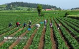 زیربنای بهره‌وری و تاب‌آوری کشاورزی سرمایه انسانی و اجتماعی است