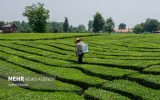 آغاز برداشت چین دوم برگ سبز چای