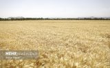 «طلای زرد» لرستان به بازار آمد؛ خرید تضمینی کلید خورد «طلای زرد» لرستان به بازار آمد؛ خرید تضمینی کلید خورد