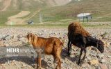 ممنوعیت ورود دام زنده از افغانستان ممنوعیت ورود دام زنده از افغانستان