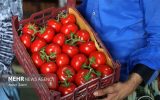 صادرات گوجه فرنگی از فیروزآباد فارس آغاز شد