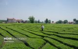 جانی که کشاورزی از منابع پایه به یغما برد