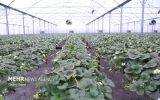سرمایه‌گذاری ۴۰۰۰ میلیارد ریالی برای اجرای پروژه‌های کشاورزی مازندران