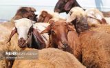 قیمت دام زنده در تهران به ۳۲۰ هزار تومان سید