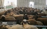 امنیت غذایی کشور با اصلاح نژاد دام‌های بومی تقویت می‌شود