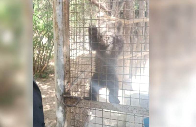 جستجوها برای یافتن توله خرس گمشده ادامه دارد