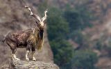 گونه‌های نادر خراسان جنوبی زیر تیغ خشکسالی و تهدید انسانی