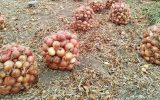 خرید توافقی پیاز از کشاورزان جنوب کشور از شنبه آغاز می‌شود/ حمایت عملی از کشاورزان با ورود دولت به بازار