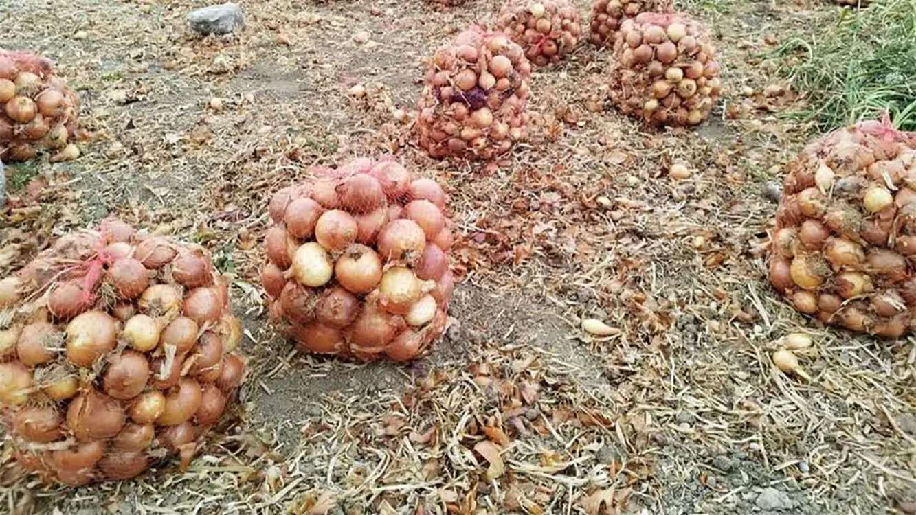 خرید توافقی پیاز از کشاورزان جنوب کشور از شنبه آغاز میشود/ حمایت عملی از کشاورزان با ورود دولت به بازار خرید توافقی پیاز از کشاورزان جنوب کشور از شنبه آغاز میشود/ حمایت عملی از کشاورزان با ورود دولت به بازار