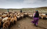 آمادگی کامل برای خدماترسانی بیوقفه به عشایر کشور آمادگی کامل برای خدماترسانی بیوقفه به عشایر کشور