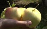 سرزمین سیب‌های شیرین!