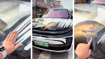 ببینید | وقتی کاپوت خودرو تبدیل به آکواریوم ماهی می‌شود!