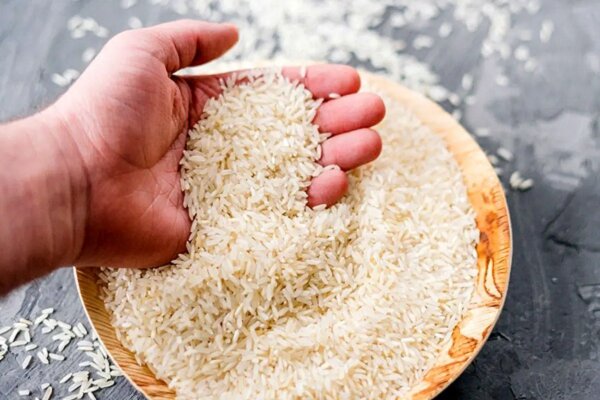 قصه رنج و گنج برنج؛ کشاورز و مردم ناراضی اما دلال راضی
