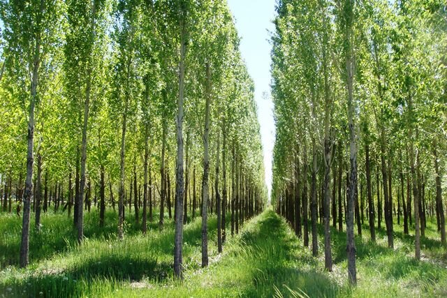 رایزنی وزارت نیرو و منابع طبیعی برای استفاده از پساب در زراعت چوب