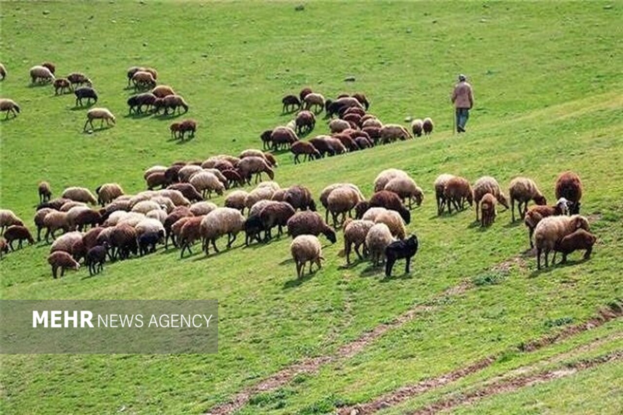 تمام مراتع کشور باید طرح مرتعداری داشته باشند