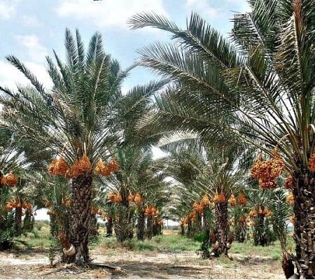 دپوی خرما در سردخانه های فهرج؛ خرماداران در انتظار تدبیر مسئولان