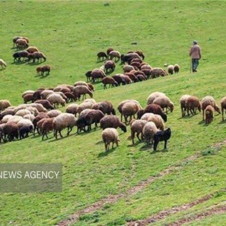 تحول در مؤسسه تحقیقات جنگل‌ها و مراتع از تولید دانش تا نسخه‌های عملی