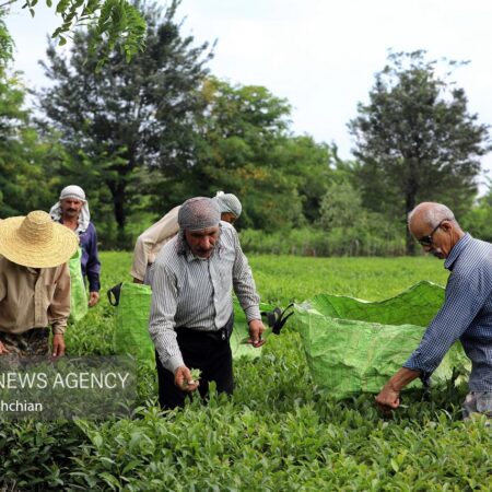 رشد ۳۰ درصدی تولید چای در کشور