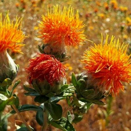 رقم زودرس گلرنگ برداشت شد