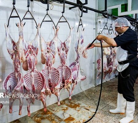 ثبت سفارش واردات گوشت گرم و منجمد از فردا آغاز می‌شود