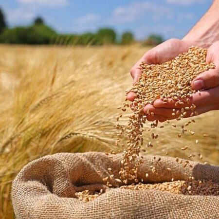 پرداخت بیمه خسارات بخش کشاورزی کاهشی شد