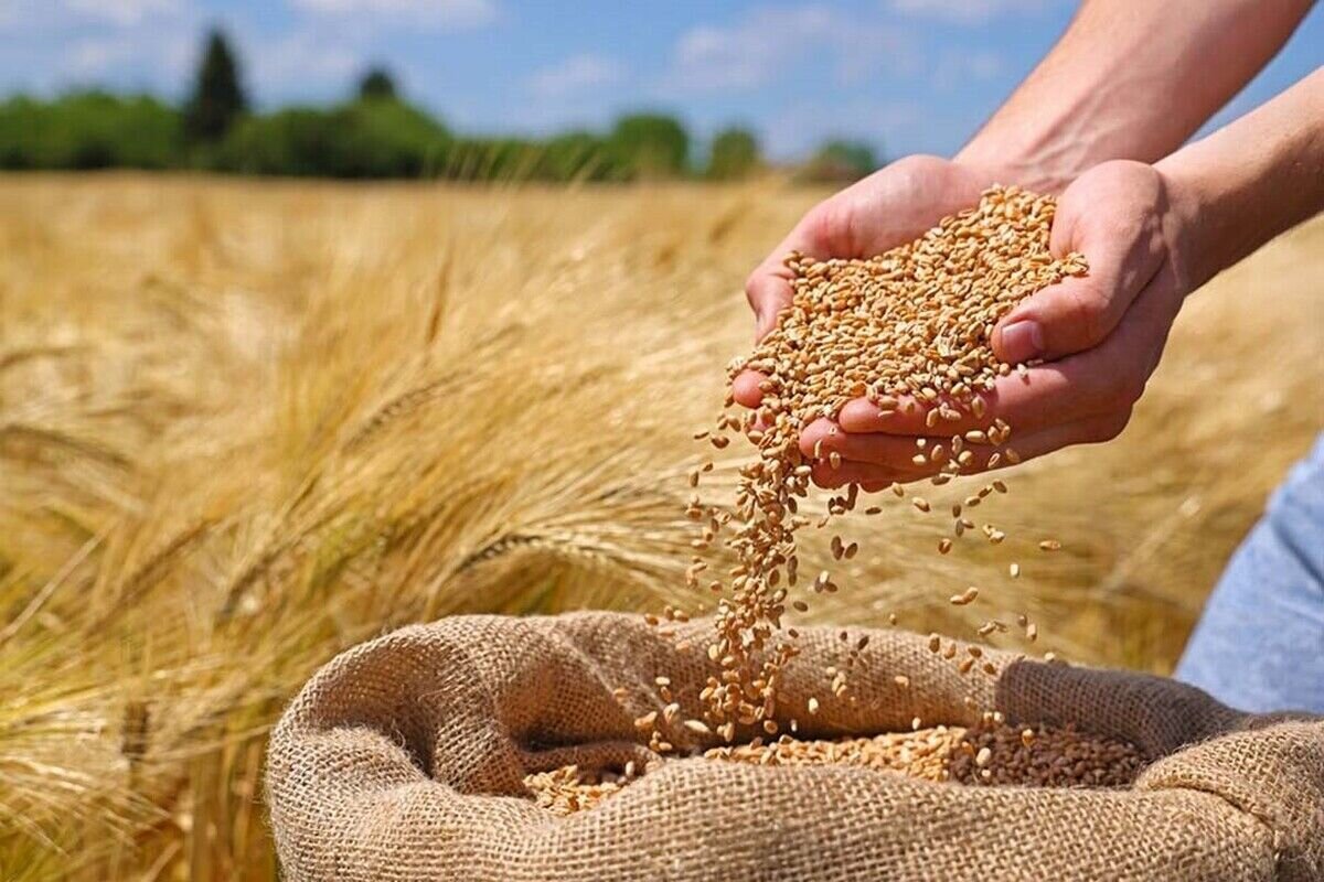 پرداخت بیمه خسارات بخش کشاورزی کاهشی شد