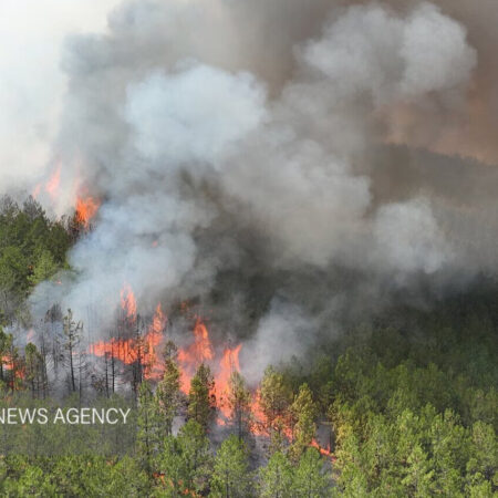 حریق در جنگل‌های کشور ۸۳ درصد کاهش یافت